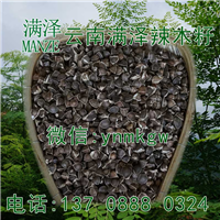 云南满泽辣木籽，辣木种，辣木子，辣木籽批发供应 