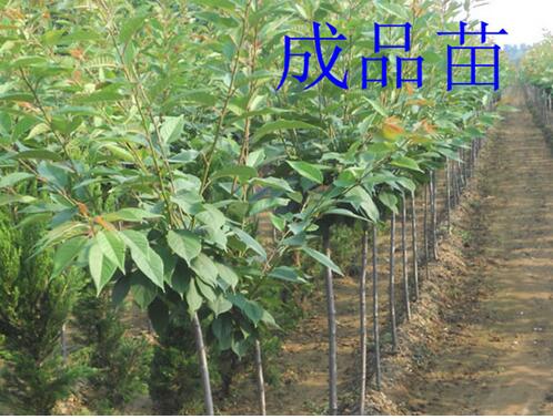 日本纯种樱花（染井吉野樱花）.