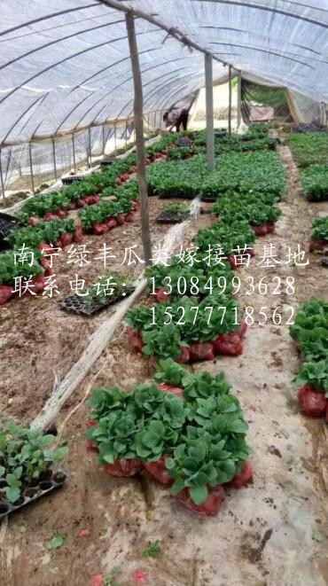 茄子苗|广西茄子嫁接苗|广西瓜类嫁接苗 