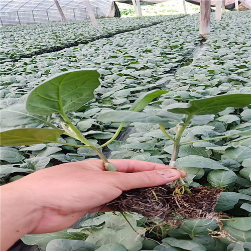 广西茄子苗价格