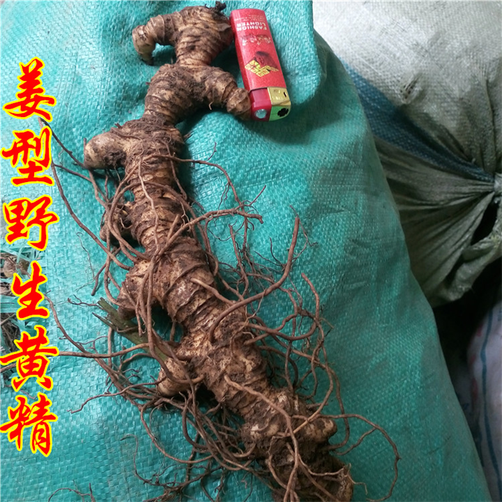 湖南野生黄精