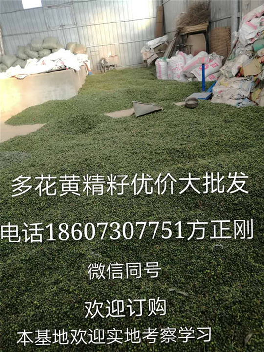 河北黄精种批发-河北黄精种苗价格 