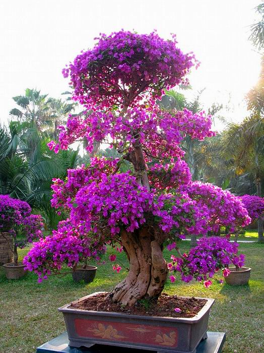 海口大叶紫薇价格 海南桂花 