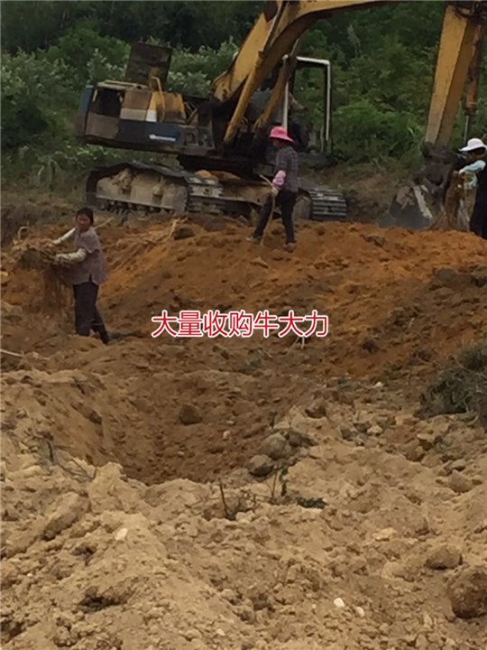 大量批发天然野生牛大力种苗,