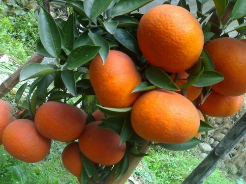 哪里有爱媛柑橘苗卖？重庆爱媛柑橘苗供应 