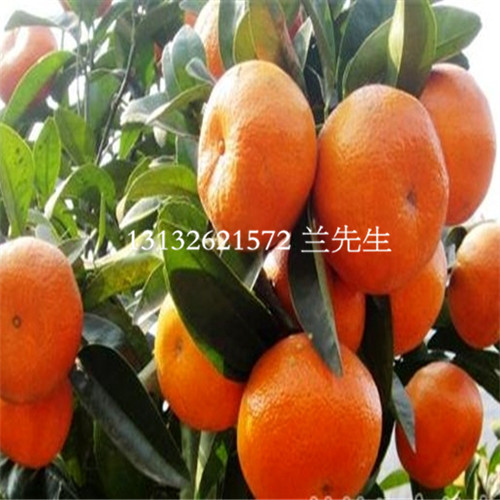 重庆茂谷柑苗、重庆茂谷柑、重庆果苗 