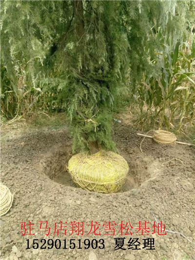 河南雪松，雪松价格 