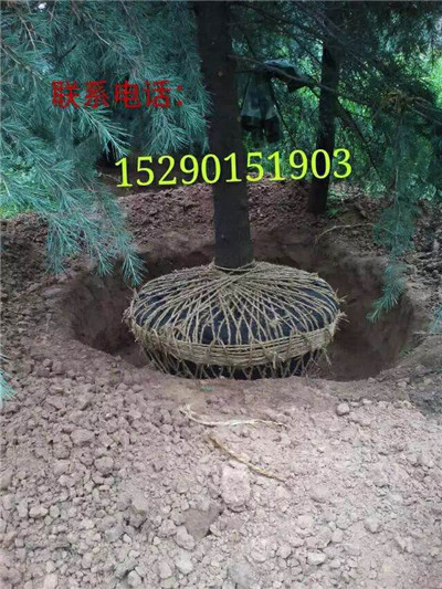 雪松@~￥ 