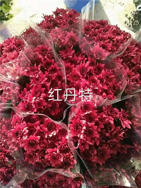 海南红丹特菊基地