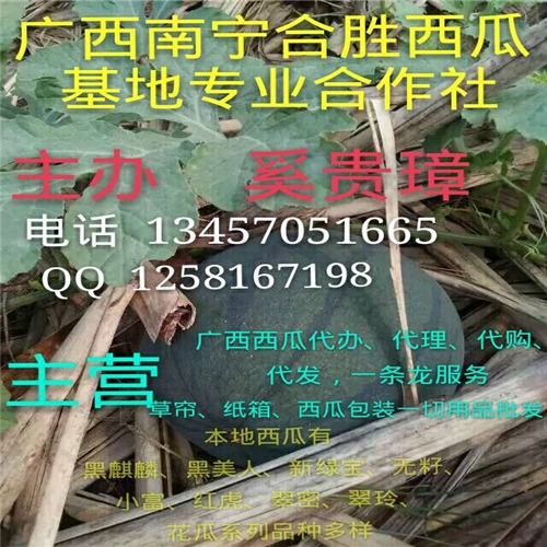 ☆广西西瓜基地♫♬南宁西瓜供应商 