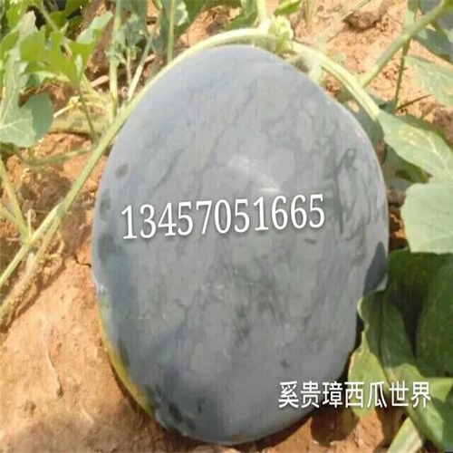 扶绥西瓜代办，扶绥西瓜代理，黑美人西瓜