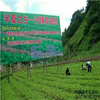 云南半夏种子供应商/西双版纳半夏种子发芽率高 