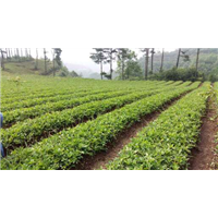 内江【半夏干货】大量销售 
