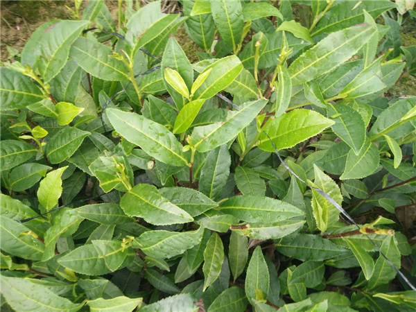 陕西黄金茶多少钱一棵-陕西黄金茶贵不贵 