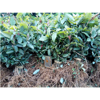 雅安老鹰茶价格-雅安老鹰茶报价-雅安老鹰茶 