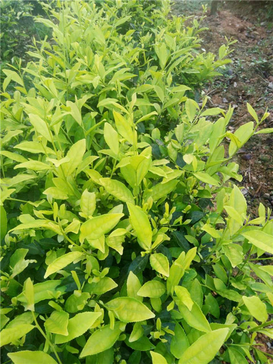 黑龙江茶苗哪里有-黑龙江茶苗多少钱 -茶苗 