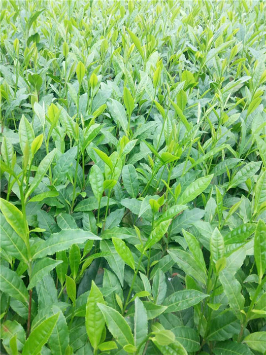 湘西黄金茶好不好种活-湘西黄金茶种植基地 