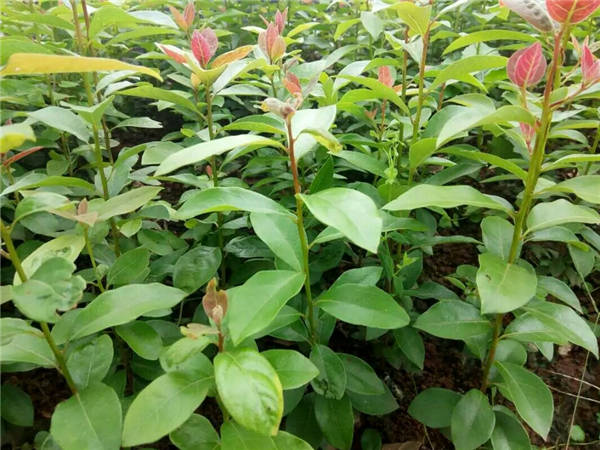 重庆老鹰茶苗苗木批发-重庆老鹰茶苗好不好种活 