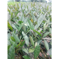 陕西紫鹃茶批发价格-陕西紫鹃茶种植基地 