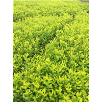 陕西老鹰茶苗种植基地-陕西老鹰茶苗多少钱一棵 