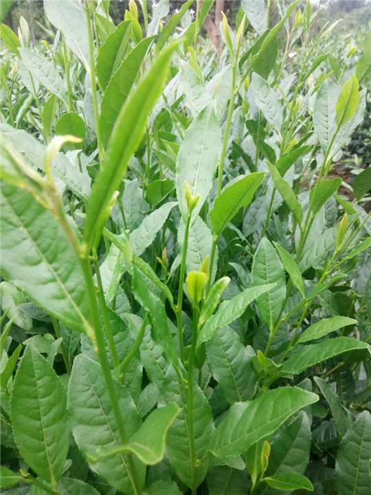 湖南龙井43茶苗多少钱一棵-湖南龙井43茶苗批发 