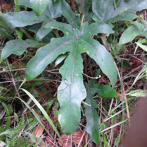 灵山五指毛桃，钦州五指毛桃，广西五指毛桃苗 