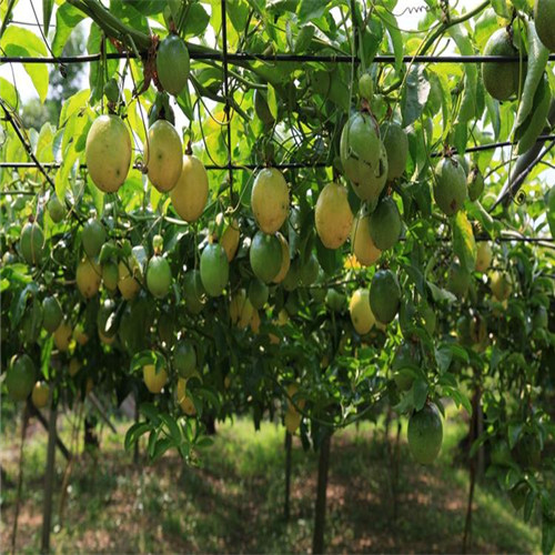 广西百香果苗基地，广西批发百香果苗 