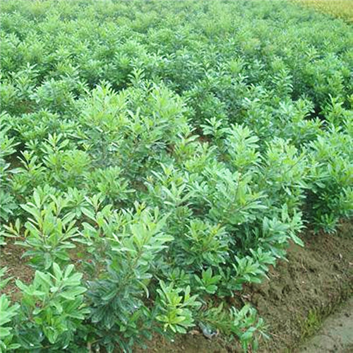 南宁杨梅苗，武鸣杨梅苗，广西武利优盛果苗种植 