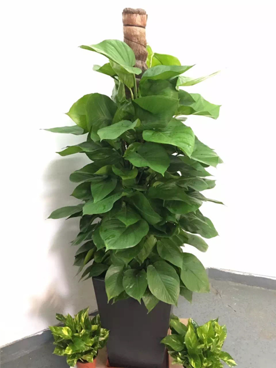 玻璃钢花盆厂