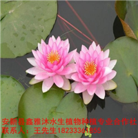 18233361855昆明市【睡莲种植】培育基地 