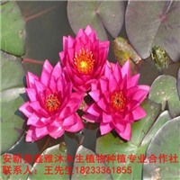 18233361855安康市【睡莲苗】培育基地 