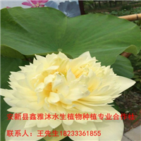 晋城市【荷花种植】种苗培育基地 