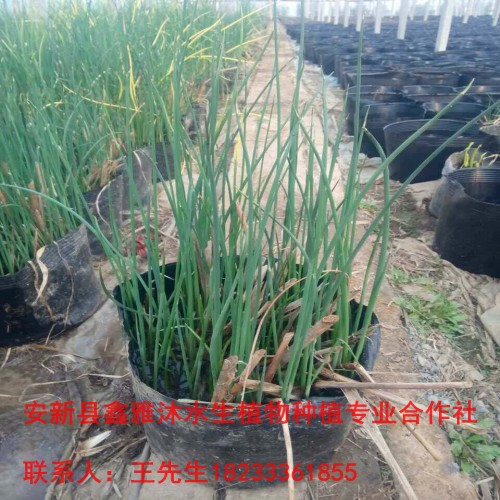【找水葱苗】就找鑫雅沐水生植物 
