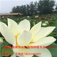 阿克苏【荷花】种植厂家18233361855 