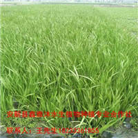 曲靖市【水生植物种植】培育销售基地 