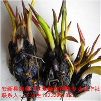 18233361855大兴区【睡莲苗】低价销售 