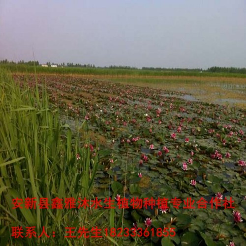 天津市【睡莲苗】销售18233361855 