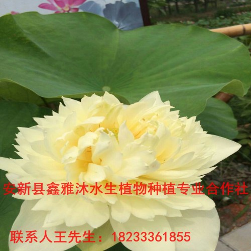 唐山【荷花】报价多少 