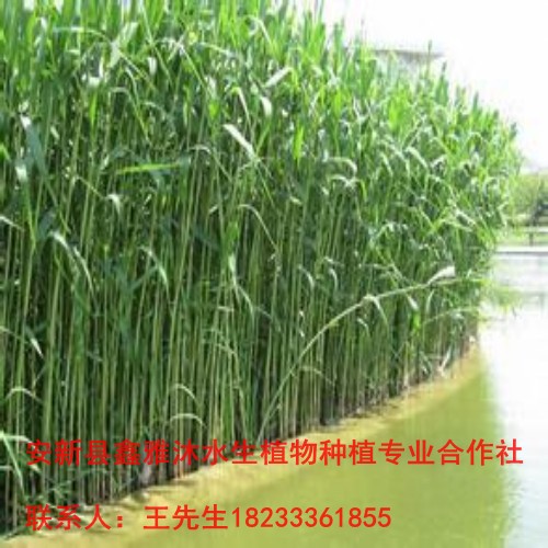 18233361855临淄市【芦苇种植】哪家好 