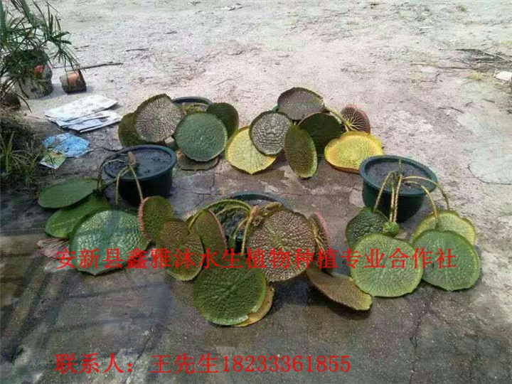 18233361855西安市【王莲种植】厂家 