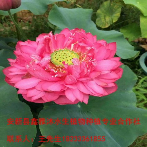 18233361855顺义区【荷花种植】价格 