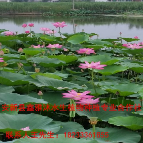 乌海【荷花】种植18233361855 