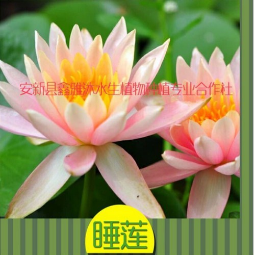 18233361855石家庄市【精品荷花】 