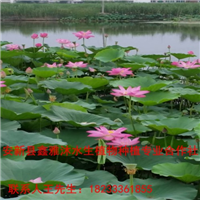 18233361855临淄市【荷花种植】哪家好 