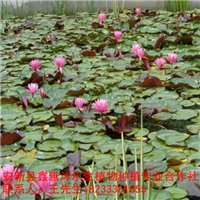 18233361855常德市【睡莲种植】培育基地 