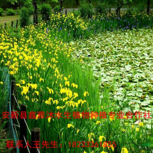 18233361855【水生植物】种植 