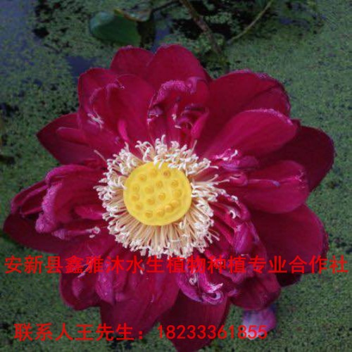 18233361855安新县【盆栽荷花】那家** 