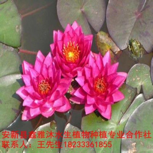 衡阳市【睡莲种植】技术哪家好 