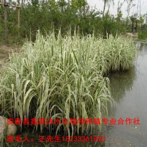 18233361855低价种植【水生植物】 