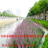 湖北【水生植物】种植18233361855 